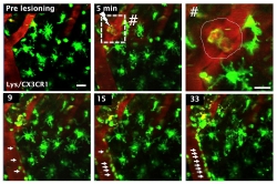 SwP E2 VaskNeu Abb4 SwP E2 VaskNeu Abb4